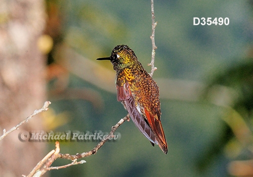 Brazilian Ruby (Clytolaema rubricauda)